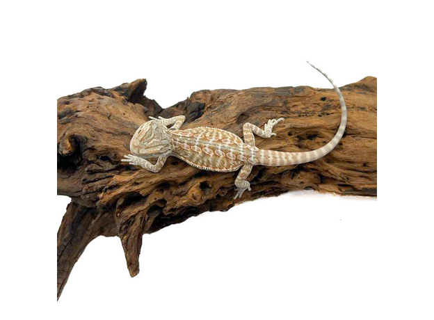 Агама бородатая Hypo het translucent  het zero (Bluebar Tiger)